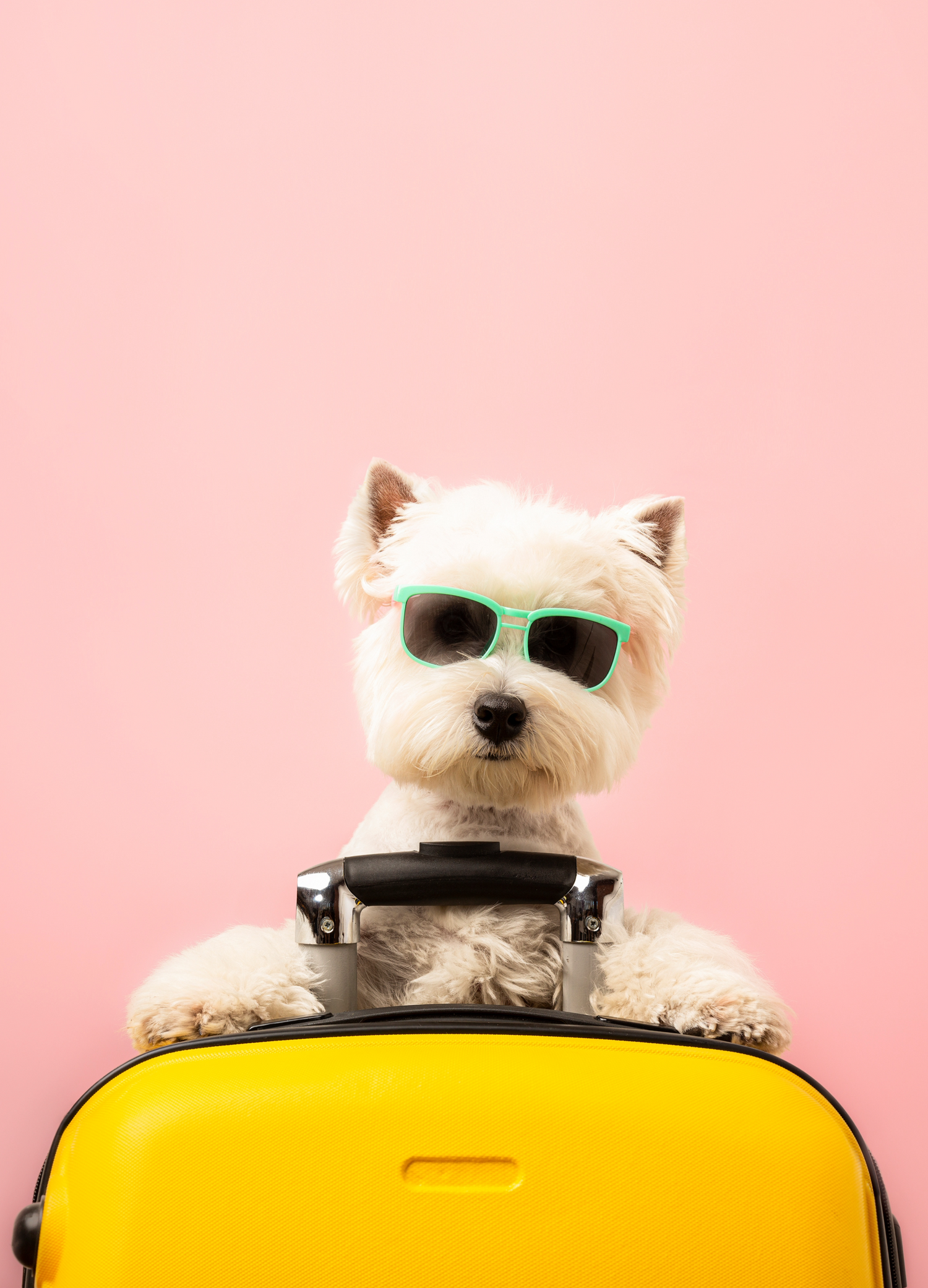 best travel products for pet owners