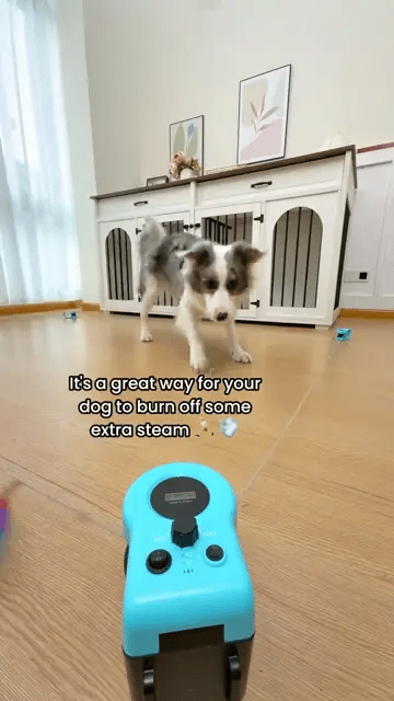 cat chasing toy, best cat chase toys, best dog chase toys, dog chasing toy, chasing cat toys, chasing dog toys, toys cats can chase, toy for cat to chase, cat toys to chase, cat chasing toy mouse, cat toy chasing mouse, interactive cat chase toy, remote control dog chase toy, dog chase line toy, automatic dog toy chase, electronic dog toy chase, toys dogs can chase, automatic dog chase toy, best remote control car for dog, electric dog chase toy, best toys for dogs, dog treadmill toy, pet toyery, Lure Cours