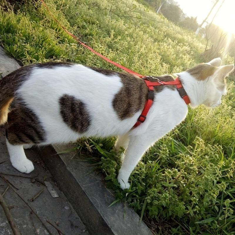 Escape-Proof Cat Harness with Leash – Adjustable Chest Strap for Secure and Comfortable Fit