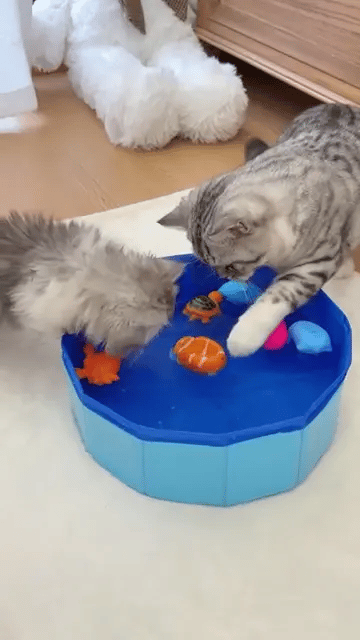 cat, cats, cat lover, cat toys, cat toy, playful paw, cat pool. cat pool with fish, fish toy for cat, cat floating in pool, cat playing pool, cat swimming in pool, best cat toys, interactive cat toys, kitten toys, best cat toys for bored cats, cat with pool, cat seeing fish at pool, cat playing with pool, fish toy for cat, blue color cat pool, electric fish fun, kitten pool, cat blue pool with fish, kitten blue pool with fish, portable cat pool, portable cat pool with fish, cat pool toy, best cat pool toy, 